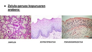 ● Zelula-geruza kopuruaren
arabera:
ESTRATIFIKATUA PSEUDOGERUZATUASINPLEA
 