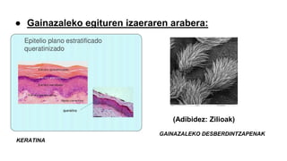 ● Gainazaleko egituren izaeraren arabera:
KERATINA
GAINAZALEKO DESBERDINTZAPENAK
(Adibidez: Zilioak)
 