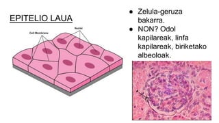 EPITELIO LAUA
● Zelula-geruza
bakarra.
● NON? Odol
kapilareak, linfa
kapilareak, biriketako
albeoloak.
 