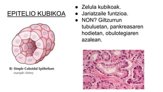 EPITELIO KUBIKOA
● Zelula kubikoak.
● Jariatzaile funtzioa.
● NON? Giltzurrun
tubuluetan, pankreasaren
hodietan, obulotegiaren
azalean.
 