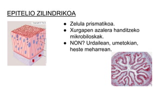 EPITELIO ZILINDRIKOA
● Zelula prismatikoa.
● Xurgapen azalera handitzeko
mikrobiloskak.
● NON? Urdailean, umetokian,
heste meharrean.
 
