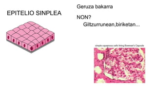 EPITELIO SINPLEA
Geruza bakarra
NON?
Giltzurrunean,biriketan...
 