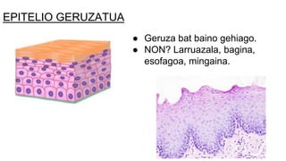 EPITELIO GERUZATUA
● Geruza bat baino gehiago.
● NON? Larruazala, bagina,
esofagoa, mingaina.
 