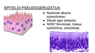 EPITELIO PSEUDOGERUZATUA
● Nukleoak altuera
ezberdinetan.
● Zilioak ager daitezke.
● NON? Bronkioak, trakea,
epididimoa, obiduktoak.
 