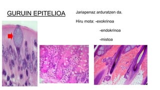 GURUIN EPITELIOA Jariapenaz arduratzen da.
Hiru mota: -exokrinoa
-endokrinoa
-mistoa
 