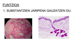 FUNTZIOA
1. SUBSTANTZIEN JARIPENA GAUZATZEN DU.
 