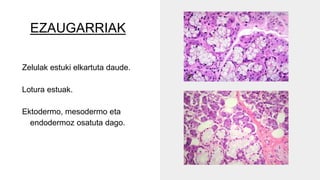 EZAUGARRIAK
Zelulak estuki elkartuta daude.
Lotura estuak.
Ektodermo, mesodermo eta
endodermoz osatuta dago.
 
