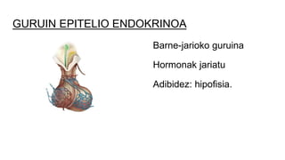 GURUIN EPITELIO ENDOKRINOA
Barne-jarioko guruina
Hormonak jariatu
Adibidez: hipofisia.
 