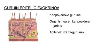 GURUIN EPITELIO EXOKRINOA
Kanpo-jarioko guruina
Organismoaren kanpoaldera
jariatu
Adibidez: izerdi-guruinak.
 