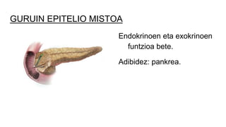 GURUIN EPITELIO MISTOA
Endokrinoen eta exokrinoen
funtzioa bete.
Adibidez: pankrea.
 