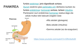 PANKREA
funtzio exokrinoa: jario digestiboak sortzea.
Guruin exokrino gisa pankreako urin deritzana isurtzen du
funtzio endokrinoa: hormonak sortzea, tartean intsulina.
Pankrearen isuri endokrinoa hormonaz osatua dago eta
zelula multzo txiki batzuek eragiten dute:
-Alfa zelulak (glukagoia)
-Beta zelulak (intsulina)
-Gamma zelulak (ez da ezagutzen)
https://www.youtube.com/watch?v=DfhmluItc8I
 