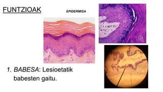 FUNTZIOAK
1. BABESA: Lesioetatik
babesten gaitu.
EPIDERMISA
 