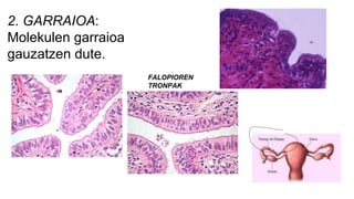 2. GARRAIOA:
Molekulen garraioa
gauzatzen dute.
FALOPIOREN
TRONPAK
 