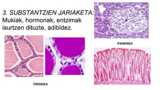 3. SUBSTANTZIEN JARIAKETA:
Mukiak, hormonak, entzimak
isurtzen dituzte, adibidez.
PANKREA
TIROIDEA
 