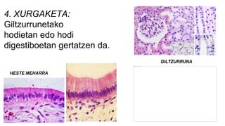 4. XURGAKETA:
Giltzurrunetako
hodietan edo hodi
digestiboetan gertatzen da.
HESTE MEHARRA
GILTZURRUNA
 