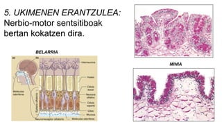 5. UKIMENEN ERANTZULEA:
Nerbio-motor sentsitiboak
bertan kokatzen dira.
MIHIA
BELARRIA
 
