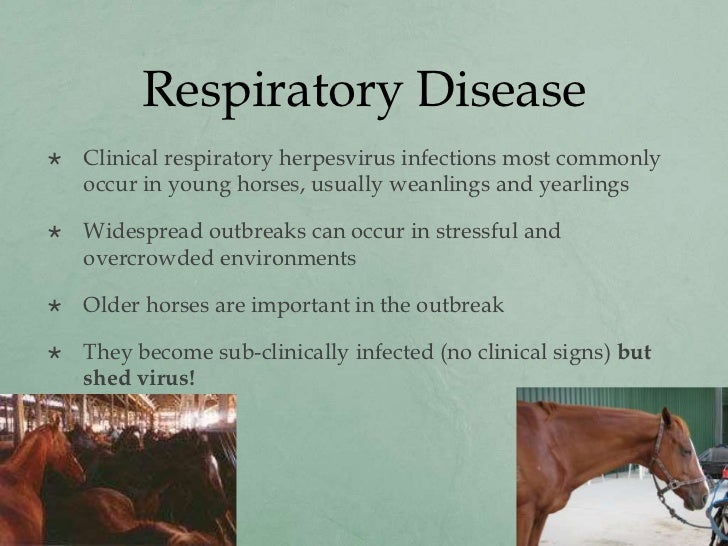 what causes ehv-1 in horses