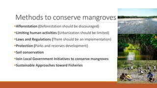 Methods to conserve mangroves
Afforestation (Deforestation should be discouraged)
Limiting human activities (Urbanization should be limited)
Laws and Regulations (There should be an implementation)
Protection (Parks and reserves development)
Soil conservation
Join Local Government Initiatives to conserve mangroves
Sustainable Approaches toward Fisheries
 