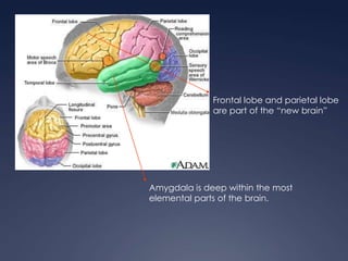 Frontal lobe and parietal lobe
are part of the “new brain”

Amygdala is deep within the most
elemental parts of the brain.

 