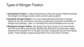 Types of Nitrogen Fixation
1.Atmospheric fixation: A natural phenomenon where the energy of lightning breaks
the nitrogen into nitrogen oxides, which are then used by plants.
2.Industrial nitrogen fixation: It is a man-made alternative that aids in nitrogen
fixation by the use of ammonia. Ammonia is produced by the direct combination of
nitrogen and hydrogen. Later, it is converted into various fertilisers such as urea.
3.Biological nitrogen fixation: We already know that nitrogen is not used directly
from the air by plants and animals. Bacteria like Rhizobium and blue-green algae
transform the unusable form of nitrogen into other compounds that are more readily
usable. These nitrogen compounds get fixed in the soil by these microbes.
 