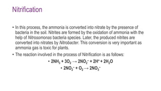 Nitrification
• In this process, the ammonia is converted into nitrate by the presence of
bacteria in the soil. Nitrites are formed by the oxidation of ammonia with the
help of Nitrosomonas bacteria species. Later, the produced nitrites are
converted into nitrates by Nitrobacter. This conversion is very important as
ammonia gas is toxic for plants.
• The reaction involved in the process of Nitrification is as follows:
• 2NH3 + 3O2 → 2NO2
– + 2H+ + 2H2O
• 2NO2
– + O2 → 2NO3
–
 