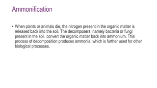 Ammonification
• When plants or animals die, the nitrogen present in the organic matter is
released back into the soil. The decomposers, namely bacteria or fungi
present in the soil, convert the organic matter back into ammonium. This
process of decomposition produces ammonia, which is further used for other
biological processes.
 