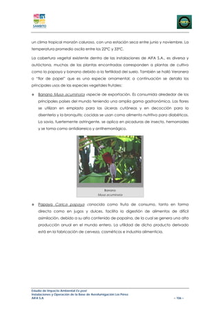 un clima tropical monzón caluroso, con una estación seca entre junio y noviembre. La
temperatura promedio oscila entre los 22ºC y 33ºC.

La cobertura vegetal existente dentro de las instalaciones de AIFA S.A., es diversa y
autóctona, muchas de las plantas encontradas corresponden a plantas de cultivo
como la papaya y banano debido a la fertilidad del suelo. También se halló Veranera
o “flor de papel” que es una especie ornamental; a continuación se detalla los
principales usos de las especies vegetales frutales:

    Banano Musa acuminata especie de exportación. Es consumida alrededor de los
    principales países del mundo teniendo una amplia gama gastronómica. Las flores
    se utilizan en emplasto para las úlceras cutáneas y en decocción para la
    disentería y la bronquitis; cocidas se usan como alimento nutritivo para diabéticos.
    La savia, fuertemente astringente, se aplica en picaduras de insecto, hemorroides
    y se toma como antidiarreico y antihemorrágico.




                                                Banano
                                           Musa acuminata


    Papaya Carica papaya conocida como fruta de consumo, tanto en forma
    directa como en jugos y dulces, facilita la digestión de alimentos de difícil
    asimilación, debido a su alto contenido de papaína, de la cual se genera una alta
    producción anual en el mundo entero. La utilidad de dicho producto derivado
    está en la fabricación de cerveza, cosméticos e industria alimenticia.




Estudio de Impacto Ambiental Ex-post
Instalaciones y Operación de la Base de Aerofumigación Los Pérez
AIFA S.A                                                                       – 106 –
 