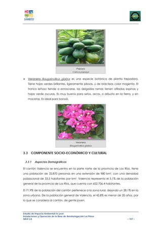 Papaya
                                            Carica papaya


    Veranera Bougainvillea glabra es una especie botánica de planta trepadora.
    Tiene hojas verdes brillantes, ligeramente pilosas, y de brácteas color magenta. El
    tronco leñoso tiende a enroscarse, las delgadas ramas tienen afiladas espinas y
    hojas verde oscuras. Es muy buena para setos, arcos, o arbusto en la tierra, y en
    macetas. Es ideal para bonsái.




                                               Veranera
                                          Bougainvillea glabra


3.3 COMPONENTE SOCIO-ECONÓMICO Y CULTURAL

 3.3.1    Aspectos Demográficos

El cantón Valencia se encuentra en la parte norte de la provincia de Los Ríos, tiene
una población de 32,870 personas en una extensión de 980 km2, con una densidad
poblacional de 33.5 habitantes por km2. Valencia representa el 5,1% de la población
general de la provincia de Los Ríos, que cuenta con 652,706.4 habitantes.

El 71.9% de la población del cantón pertenece a la zona rural, dejando un 28.1% en la
zona urbana. De la población general de Valencia, el 45,8% es menor de 20 años, por
lo que se considera al cantón, de gente joven.



Estudio de Impacto Ambiental Ex-post
Instalaciones y Operación de la Base de Aerofumigación Los Pérez
AIFA S.A                                                                      – 107 –
 