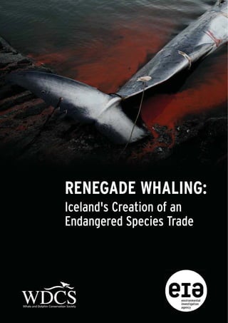 RENEGADE WHALING:
Iceland's Creation of an
Endangered Species Trade
 