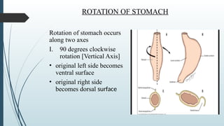 SURGICAL ANATOMY OF STOMACH AND DUODENUM-RAJESH 3.pptx