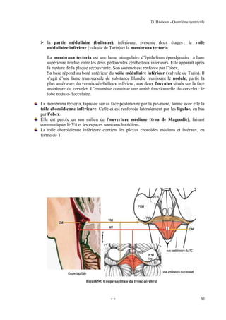 D. Hasboun - Quatrième ventricule

 la partie médullaire (bulbaire), inférieure, présente deux étages : le voile
médullaire inférieur (valvule de Tarin) et la membrana tectoria
La membrana tectoria est une lame triangulaire d’épithélium épendymaire à base
supérieure tendue entre les deux pédoncules cérébelleux inférieurs. Elle apparaît après
la rupture de la plaque recouvrante. Son sommet est renforcé par l’obex.
Sa base répond au bord antérieur du voile médullaire inférieur (valvule de Tarin). Il
s’agit d’une lame transversale de substance blanche réunissant le nodule, partie la
plus antérieure du vermis cérébelleux inférieur, aux deux flocculus situés sur la face
antérieure du cervelet. L’ensemble constitue une entité fonctionnelle du cervelet : le
lobe nodulo-flocculaire.
La membrana tectoria, tapissée sur sa face postérieure par la pie-mère, forme avec elle la
toile choroïdienne inférieure. Celle-ci est renforcée latéralement par les ligulae, en bas
par l’obex.
Elle est percée en son milieu de l’ouverture médiane (trou de Magendie), faisant
communiquer le V4 et les espaces sous-arachnoïdiens.
La toile choroïdienne inférieure contient les plexus choroïdes médians et latéraux, en
forme de T.

Figur650: Coupe sagittale du tronc cérébral

- -

60

 
