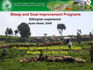 Sheep and Goat Improvement Programs
Ethiopian experience
Ayele Abebe, EIAR
7th
Africa Agriculture Science Week, Kigali,
Rwanda, 13-16 June 2016
 