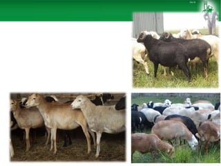 Sheep and goat improvement programs: Ethiopian experience 