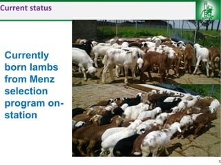 Sheep and goat improvement programs: Ethiopian experience 