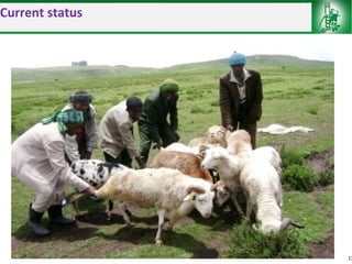 Sheep and goat improvement programs: Ethiopian experience 