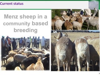 Sheep and goat improvement programs: Ethiopian experience 