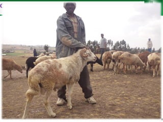 Sheep and goat improvement programs: Ethiopian experience 
