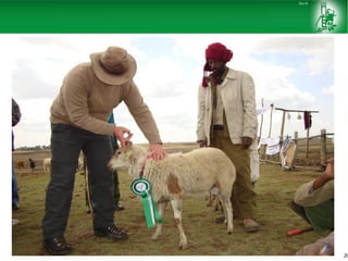 Sheep and goat improvement programs: Ethiopian experience 