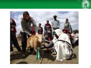 Sheep and goat improvement programs: Ethiopian experience 