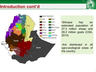 Sheep and goat improvement programs: Ethiopian experience 