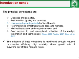Sheep and goat improvement programs: Ethiopian experience 