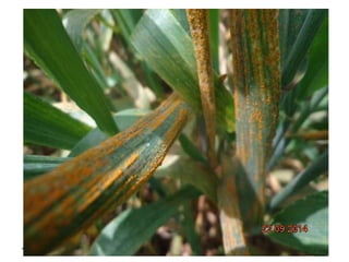 Climate change and sustainable intensification 