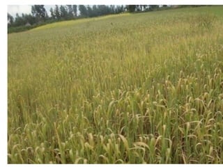 Climate change and sustainable intensification 