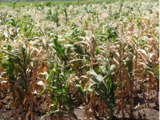 Climate change and sustainable intensification 