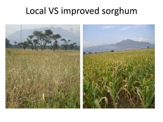 Climate change and sustainable intensification 