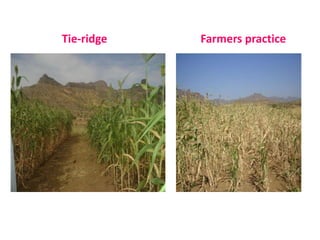 Climate change and sustainable intensification 