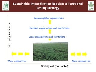 Regional/global organizations 
National organizations and institutions 
Local organizations and institutions 
More communities More communities 
Scaling out (horizontal) 
S 
C 
A 
L 
I 
N 
G 
U 
P 
Sustainable Intensification Requires a Functional 
Scaling Strategy 
 