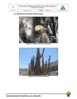 ESTUDIO DE IMPACTO AMBIENTAL PARA LA CONSTRUCCION E IMPLEMENTACION DEL RELLENO
        SANITARIO PARA LA CIUDAD DE AREQUIPA METROPOLITANA – PROVINCIA DE AREQUIPA –
                                 DEPARTAMENTO DE AREQUIPA

                                               Documento
                Noviembre de 2010                            Pagina No 211
                                                General


5.10 IMÁGENES DE ESPECIES IDENTIFICADAS




                     Imagen 87 . Webebauerocereus weberbaueri




                          Imagen 88 Corryocactus brevistylus
 