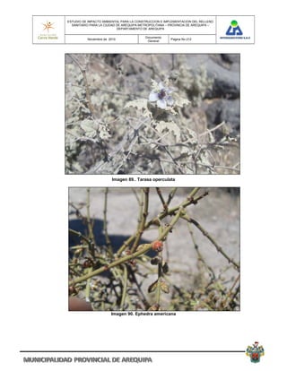 ESTUDIO DE IMPACTO AMBIENTAL PARA LA CONSTRUCCION E IMPLEMENTACION DEL RELLENO
  SANITARIO PARA LA CIUDAD DE AREQUIPA METROPOLITANA – PROVINCIA DE AREQUIPA –
                           DEPARTAMENTO DE AREQUIPA

                                         Documento
          Noviembre de 2010                            Pagina No 212
                                          General




                        Imagen 89.. Tarasa operculata




                        Imagen 90. Ephedra americana
 