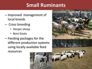 EIAR experience on potential interventions in livestock value chains development 